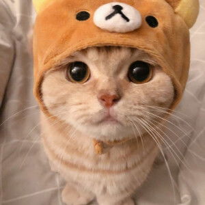 Anylpham profile icon