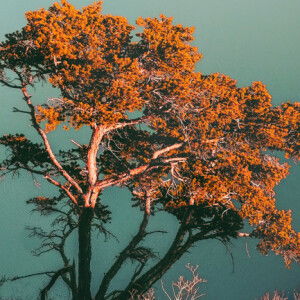 สโนว์ไวท์กับเจ้าชายทั้งเจ็ด profile icon