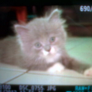 Lisa Putriyani profile icon