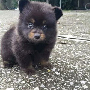 Ngọc Minh  profile icon