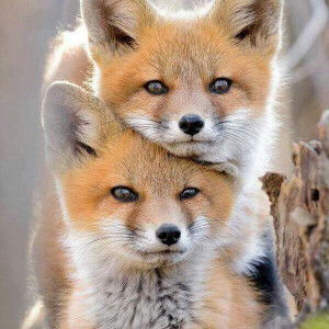 Phạm Công Nhật  profile icon