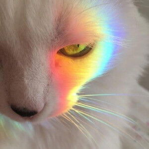 Thế Anh  profile icon