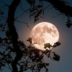 Viet Han  profile icon