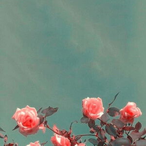 Vân Bơ  profile icon