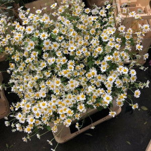 Chị Sâm  profile icon