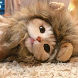 Hoang Tuan  profile icon