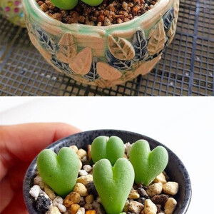 Hoang Oanh profile icon