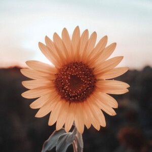 Dương Gia  profile icon