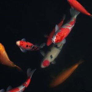 Khanh Phuong  profile icon