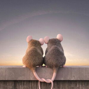 Phong Phúc  profile icon