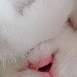 Anh Khoa Tran profile icon