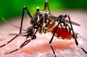 virus zika di Malaysia