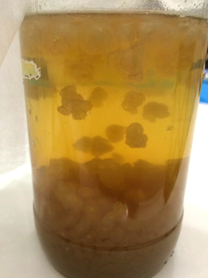water-kefir