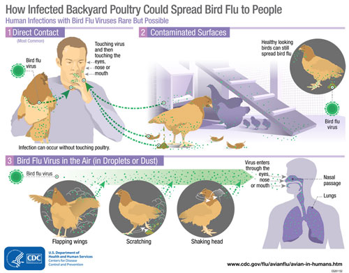 Malaysia dilaporkan dengan wabak H5N1 yang sangat mudah berjangkit