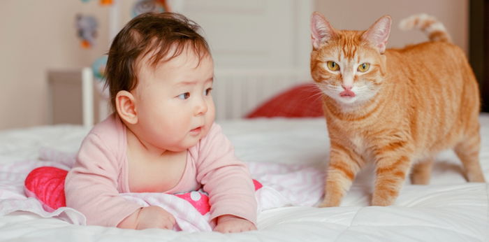 Babies and pets: Can they co-exist?