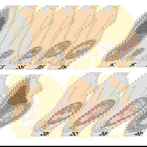 Pregnancy: Weeks 5-8