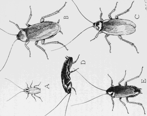 Protect Your Home from Cockroaches