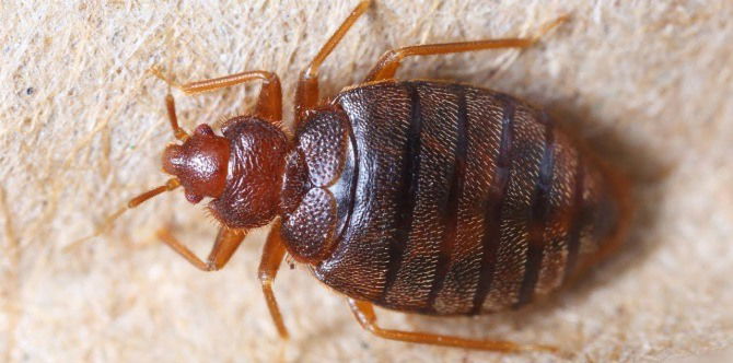 Don't Let Bed Bugs Ruin A Good Night's Sleep!
