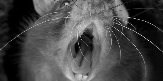 Rats chew baby to death while mom goes dancing