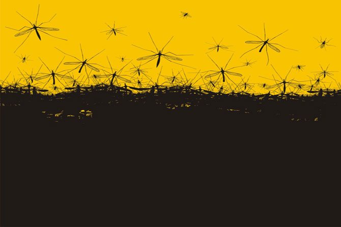 Over 200,000 cases in 2015: Dengue symptoms and prevention