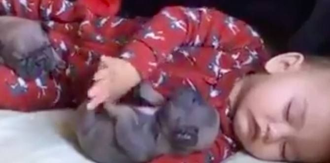 This baby and puppy nap session will melt your heart