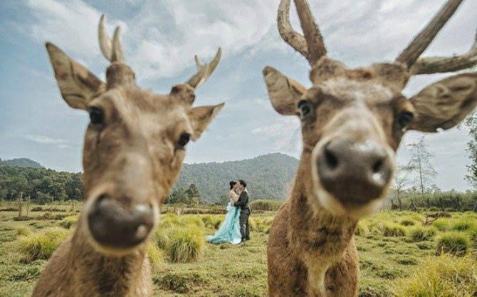 deer