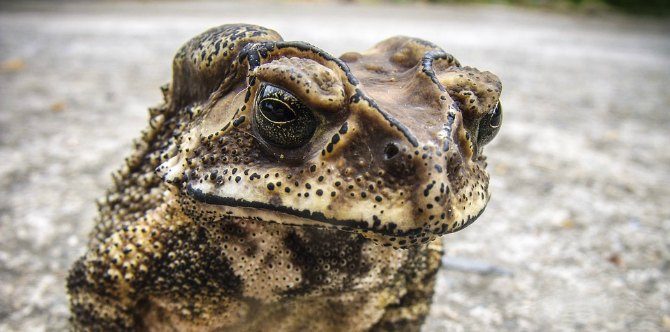 10 of the world’s weirdest flu remedies