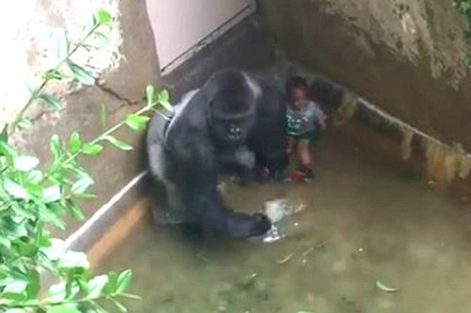 Kid Who Fell Into Harambe Enclosure Is In Critical Condition Mom of Toddler who Fell in Harambe's Enclosure Finally Speaks Out