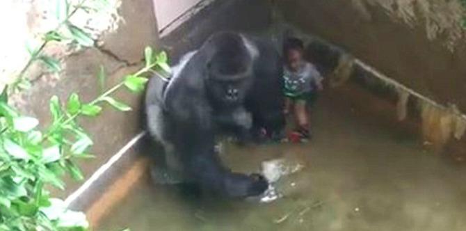 Mom of toddler who fell in Harambe's enclosure finally speaks out