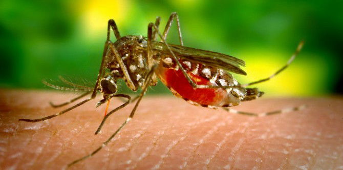 "Super malaria" rapidly spreading throughout Southeast Asia
