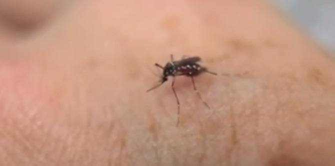 Just In: Confirmed cases of Zika virus in Manila