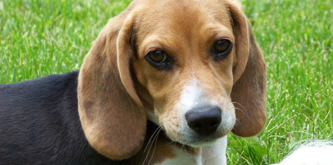 Puppy saves baby's life in the most amazing way!