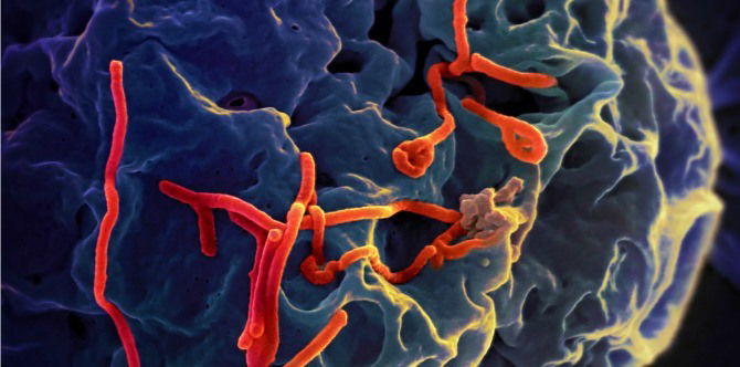 Research says that Ebola virus mutated specifically to target humans