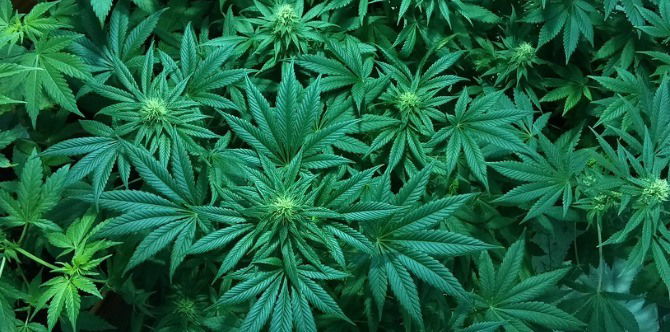 "It was my last resort": Mother loses custody after giving her sick child marijuana butter