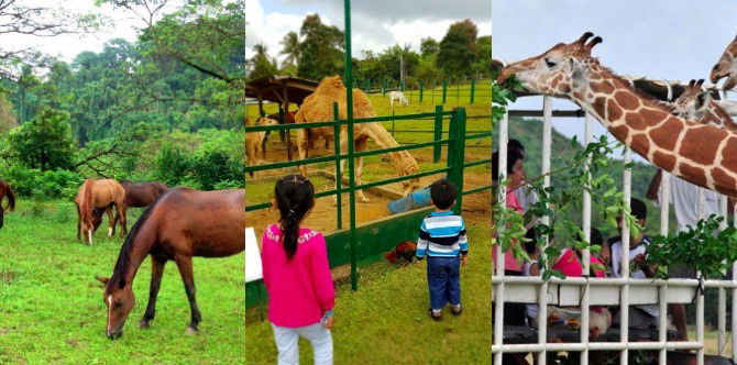 5 Best places near Metro Manila for your little animal lover