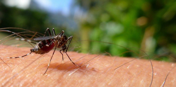 This little known type of mosquito in the Philippines could cause Zika virus
