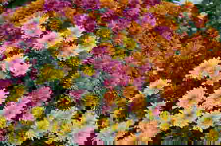 boost your familys health