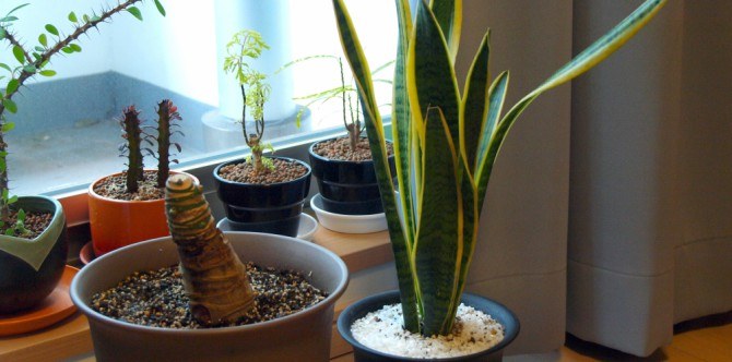 Beautify your home with these houseplants that can also boost your family’s health!