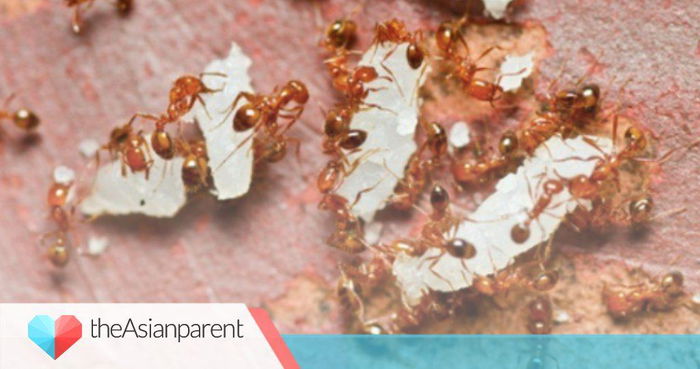 How to stop ant infestations and get rid of them once and for all!