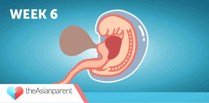 Buntis Guide: Week 6 ng pagbubuntis na dapat mong malaman