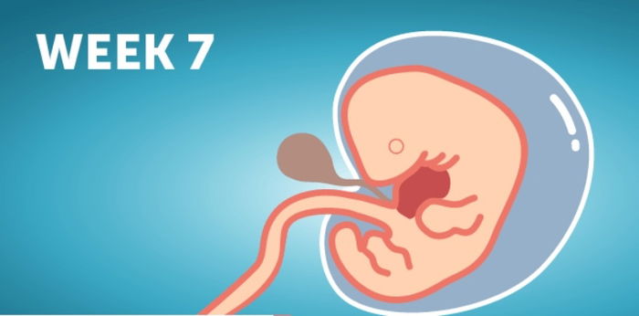 Sintomas ng 7 weeks na buntis: Ano ang nangyayari ngayong linggo?