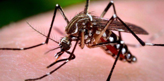 Bata, namaga ang utak at nag kombulsyon dahil sa kagat ng lamok