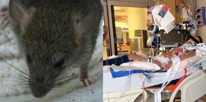 Bata namatay sa sakit na nanggaling sa dumi ng daga