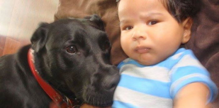 How to safely introduce pets to newborns