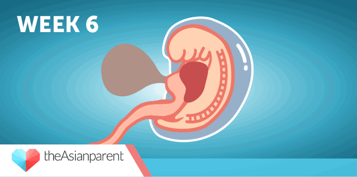 Pregnancy week 6: Week by week pregnancy guide