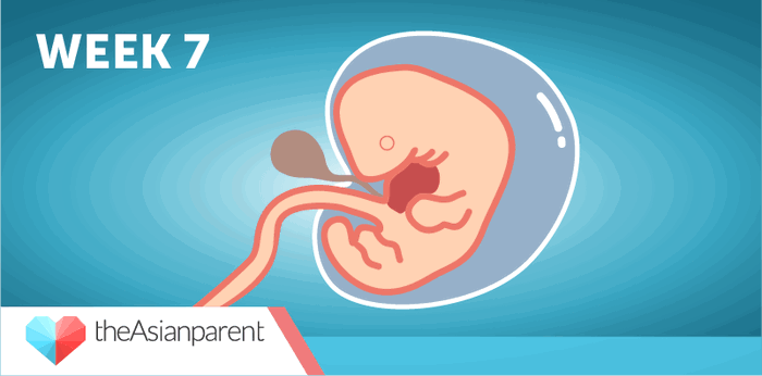 Week by week pregnancy guide: You and your baby at Week 7