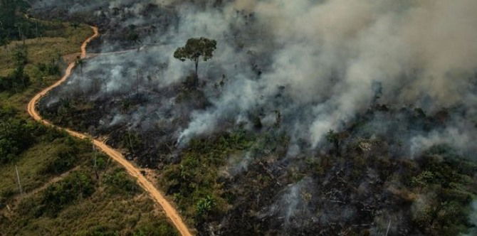9 things you should teach your kids about the Amazon rainforest fire