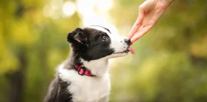 Babae naputulan ng kamay at paa dahil sa impeksyon mula sa laway ng aso