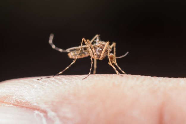 sintomas ng dengue sa baby