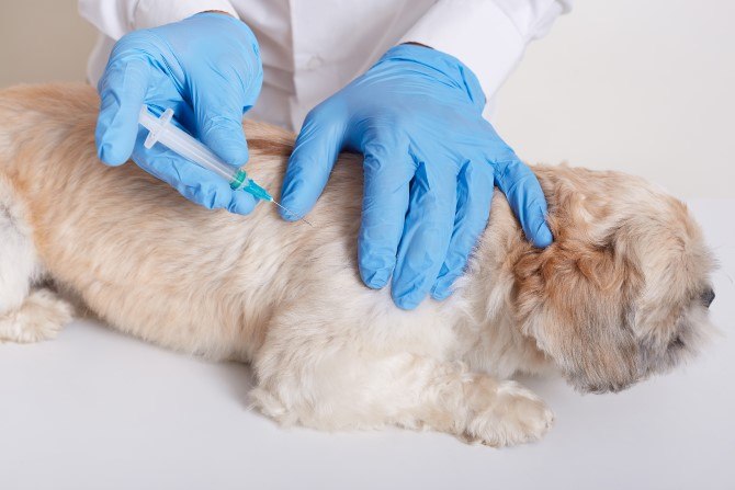 #FirstAid: What to do if you are scratched or bitten by a dog